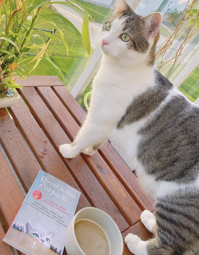Le recueil Quand le chat n'est pas là posé à côté d'une tasse de café et de mon chat Sammy, installé sur une table dans la véranda.
